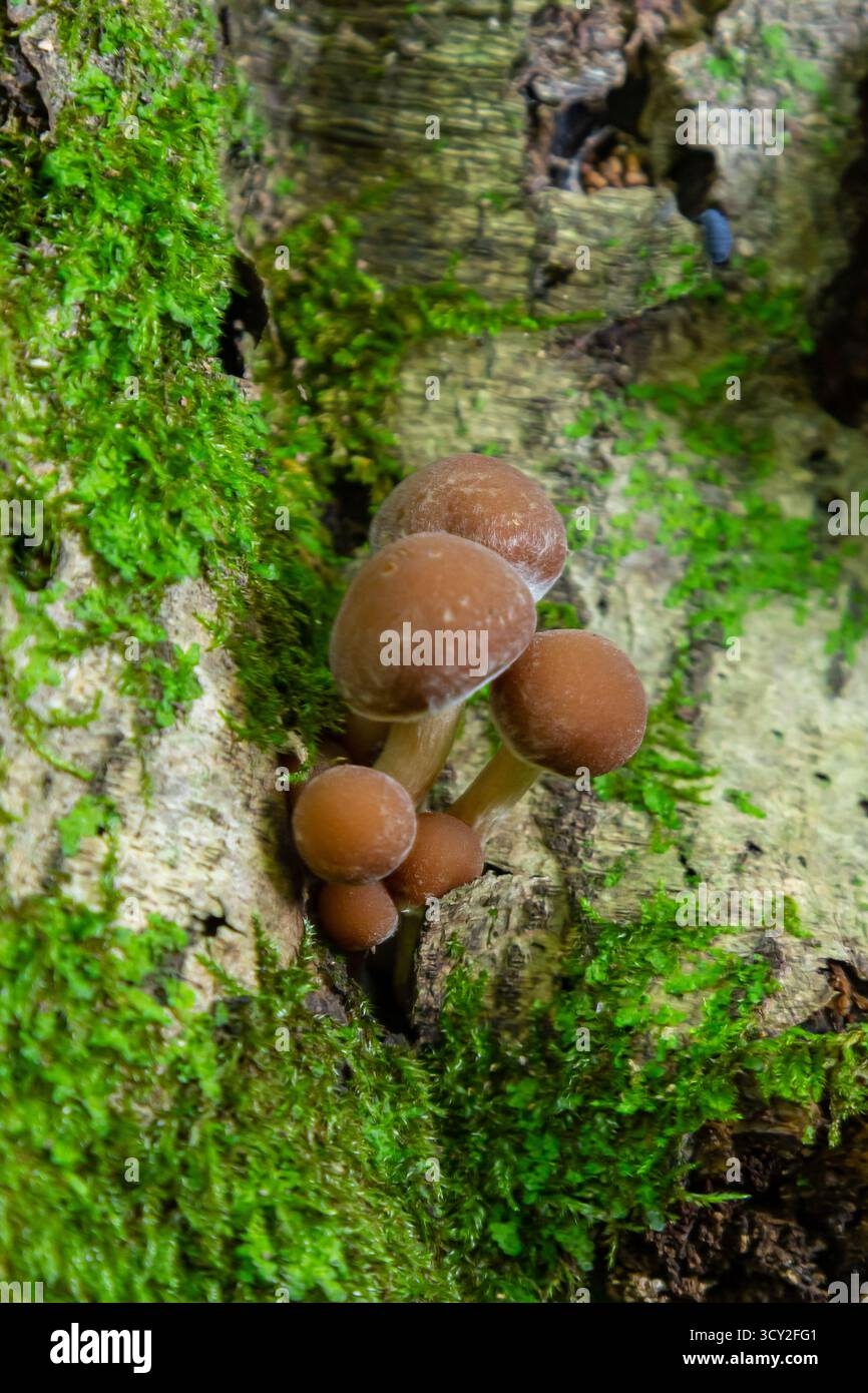Woodland Log Moss Decomposer Hi res Stock Photography And Images Alamy